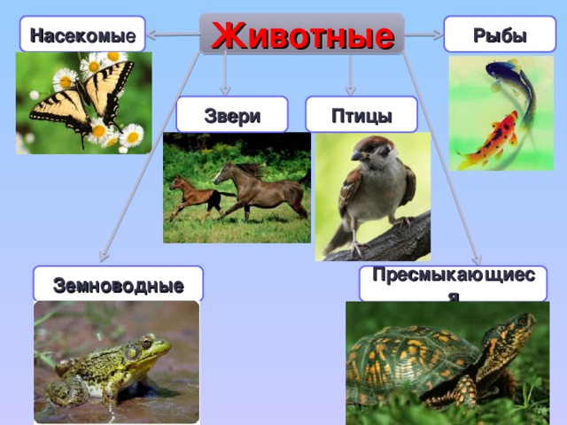 Животные Рыбы Насекомы е Звери Птицы Земноводные Пресмыкающиеся 