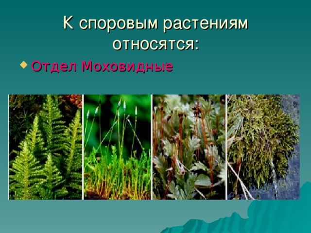 К споровым растениям относятся: Отдел Моховидные 