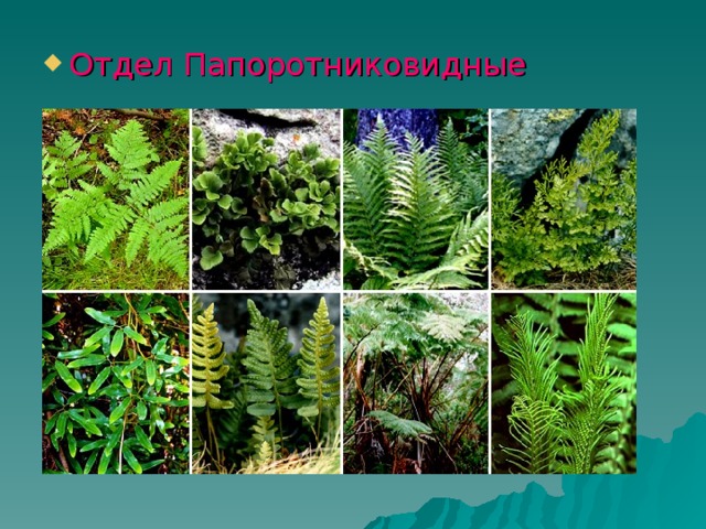 Отдел Папоротниковидные 