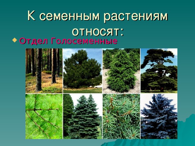 К семенным растениям относят: Отдел Голосеменные 