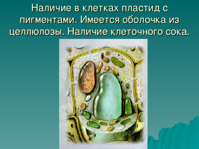 Наличие в клетках пластид с пигментами. Имеется оболочка из целлюлозы. Наличие клеточного сока. 