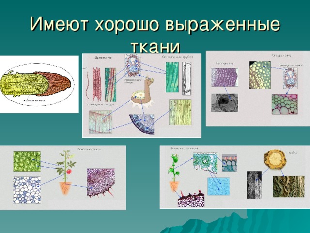 Имеют хорошо выраженные ткани 