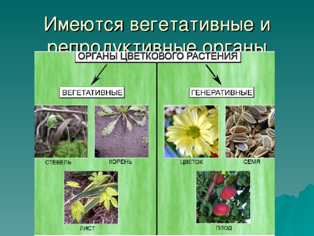 Имеются вегетативные и репродуктивные органы 