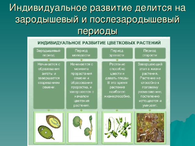 Индивидуальное развитие делится на зародышевый и послезародышевый периоды 