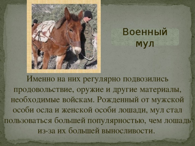 Военный мул Именно на них регулярно подвозились продовольствие, оружие и другие материалы, необходимые войскам. Рожденный от мужской особи осла и женской особи лошади, мул стал пользоваться большей популярностью, чем лошадь из-за их большей выносливости. 