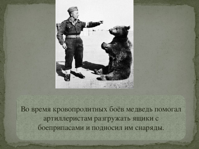 Во время кровопролитных боёв медведь помогал артиллеристам разгружать ящики с боеприпасами и подносил им снаряды. 