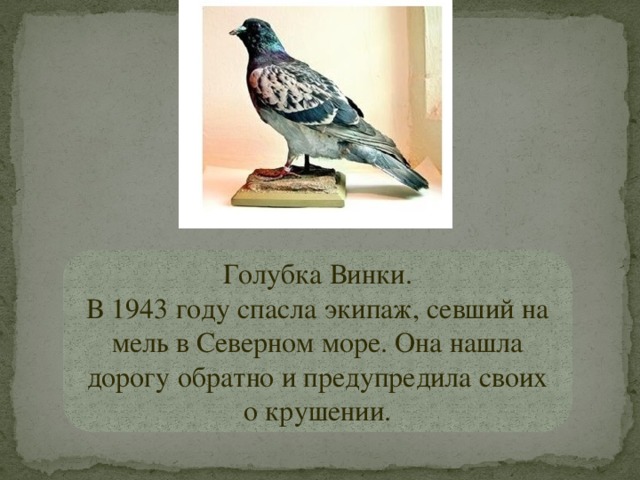 Голубка Винки. В 1943 году спасла экипаж, севший на мель в Северном море. Она нашла дорогу обратно и предупредила своих о крушении. 