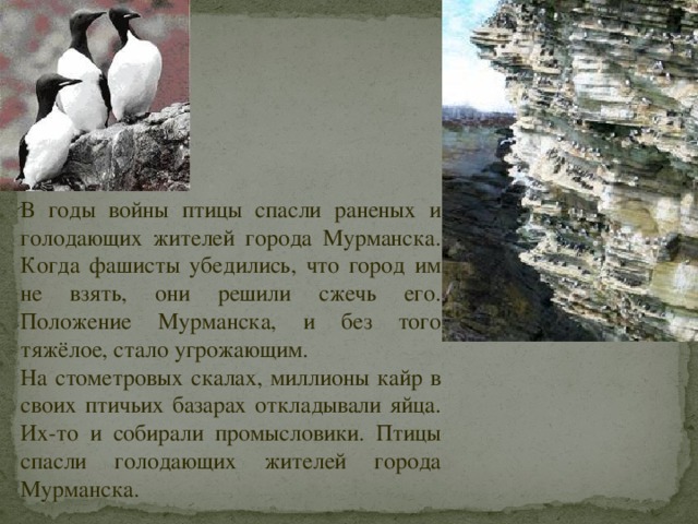 В годы войны птицы спасли раненых и голодающих жителей города Мурманска. Когда фашисты убедились, что город им не взять, они решили сжечь его. Положение Мурманска, и без того тяжёлое, стало угрожающим. На стометровых скалах, миллионы кайр в своих птичьих базарах откладывали яйца. Их-то и собирали промысловики. Птицы спасли голодающих жителей города Мурманска. 