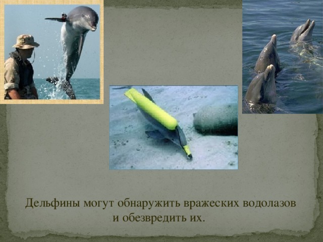 Дельфины могут обнаружить вражеских водолазов и обезвредить их. 