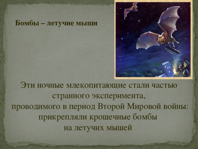 Бомбы – летучие мыши  Эти ночные млекопитающие стали частью странного эксперимента,  проводимого в период Второй Мировой войны: прикрепляли крошечные бомбы на летучих мышей 