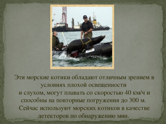 Эти морские котики обладают отличным зрением в условиях плохой освещенности и слухом, могут плавать со скоростью 40 км/ч и способны на повторные погружения до 300 м. Сейчас используют морских котиков в качестве детекторов по обнаружению мин. 