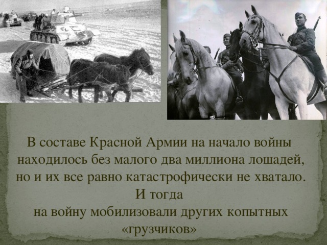 В составе Красной Армии на начало войны находилось без малого два миллиона лошадей, но и их все равно катастрофически не хватало. И тогда на войну мобилизовали других копытных «грузчиков» 