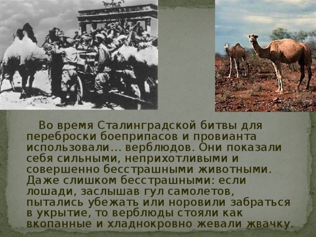  Во время Сталинградской битвы для переброски боеприпасов и провианта использовали… верблюдов. Они показали себя сильными, неприхотливыми и совершенно бесстрашными животными. Даже слишком бесстрашными: если лошади, заслышав гул самолетов, пытались убежать или норовили забраться в укрытие, то верблюды стояли как вкопанные и хладнокровно жевали жвачку.  