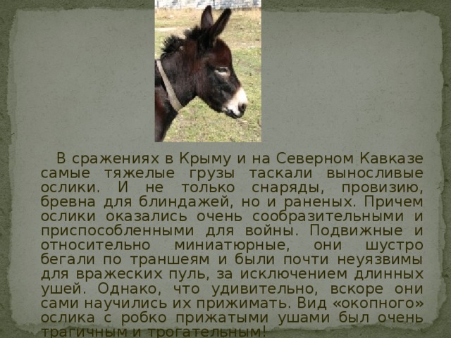  В сражениях в Крыму и на Северном Кавказе самые тяжелые грузы таскали выносливые ослики. И не только снаряды, провизию, бревна для блиндажей, но и раненых. Причем ослики оказались очень сообразительными и приспособленными для войны. Подвижные и относительно миниатюрные, они шустро бегали по траншеям и были почти неуязвимы для вражеских пуль, за исключением длинных ушей. Однако, что удивительно, вскоре они сами научились их прижимать. Вид «окопного» ослика с робко прижатыми ушами был очень трагичным и трогательным! 