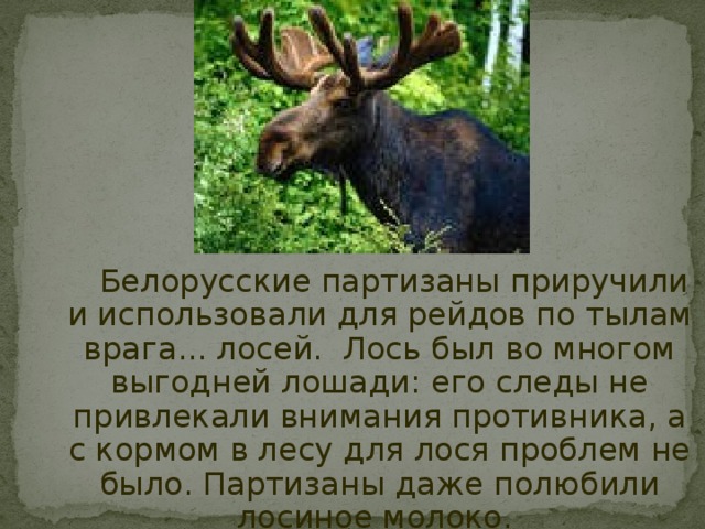  Белорусские партизаны приручили и использовали для рейдов по тылам врага... лосей. Лось был во многом выгодней лошади: его следы не привлекали внимания противника, а с кормом в лесу для лося проблем не было. Партизаны даже полюбили лосиное молоко. 