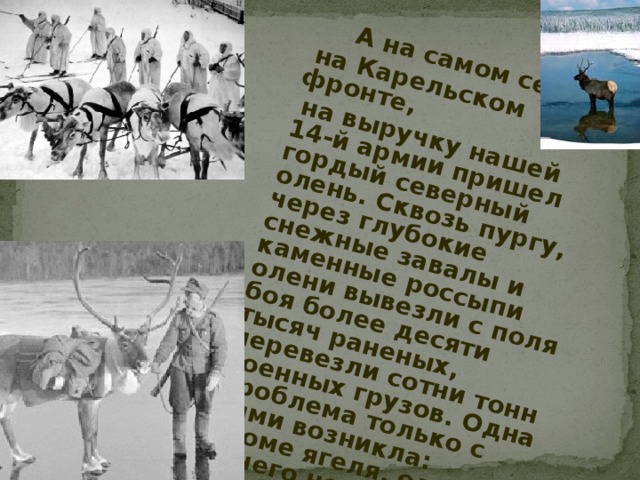    А на самом севере,  на Карельском фронте,  на выручку нашей 14-й армии пришел гордый северный олень. Сквозь пургу, через глубокие снежные завалы и каменные россыпи олени вывезли с поля боя более десяти тысяч раненых, перевезли сотни тонн военных грузов. Одна проблема только с ними возникла: кроме ягеля, олени ничего не едят.  