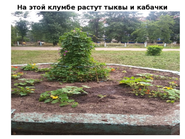 На этой клумбе растут тыквы и кабачки 