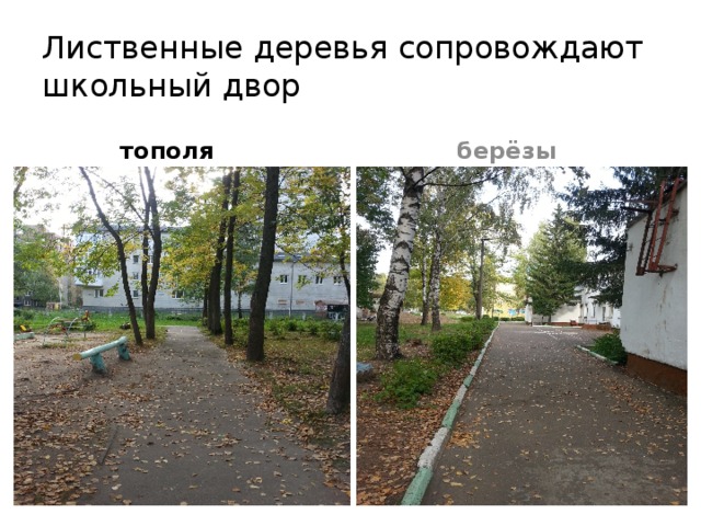 Лиственные деревья сопровождают школьный двор тополя берёзы 