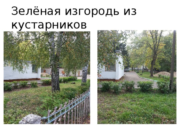 Зелёная изгородь из кустарников 