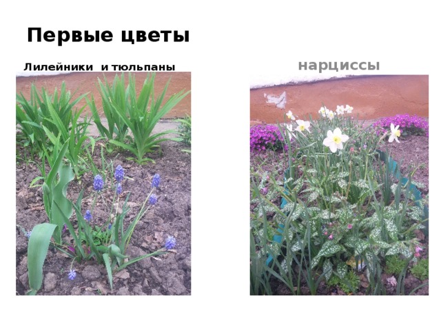 Первые цветы нарциссы Лилейники и тюльпаны 