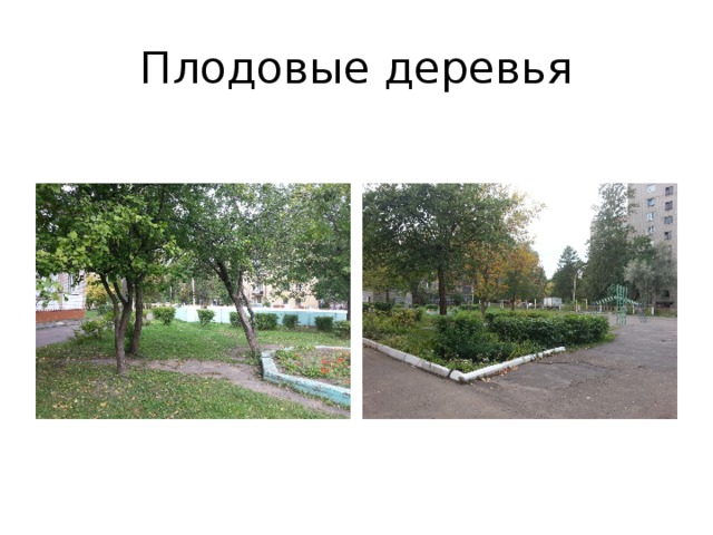 Плодовые деревья 