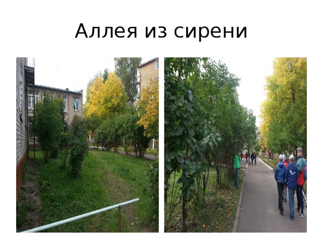 Аллея из сирени 