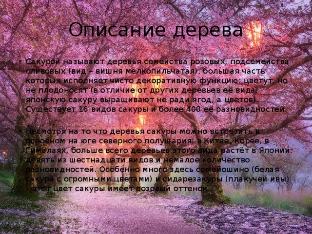 Описание дерева Сакурой называют деревья семейства розовых, подсемейства сливовых (вид – вишня мелкопильчатая), большая часть которых исполняет чисто декоративную функцию: цветут, но не плодоносят (в отличие от других деревьев её вида, японскую сакуру выращивают не ради ягод, а цветов). Существует 16 видов сакуры и более 400 её разновидностей. Несмотря на то что деревья сакуры можно встретить в основном на юге северного полушария: в Китае, Корее, в Гималаях, больше всего деревьев этого вида растёт в Японии: девять из шестнадцати видов и немалое количество разновидностей. Особенно много здесь сомейошино (белая сакура с огромными цветами) и сидарезакуры (плакучей ивы) – этот цвет сакуры имеет розовый оттенок.  