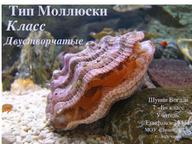 Тип Моллюски    Класс   Двустворчатые Шунин Богдан 7 «Б» класс Учитель: Епифанова М.Н. МОУ «Лицей №230» г. Заречный  