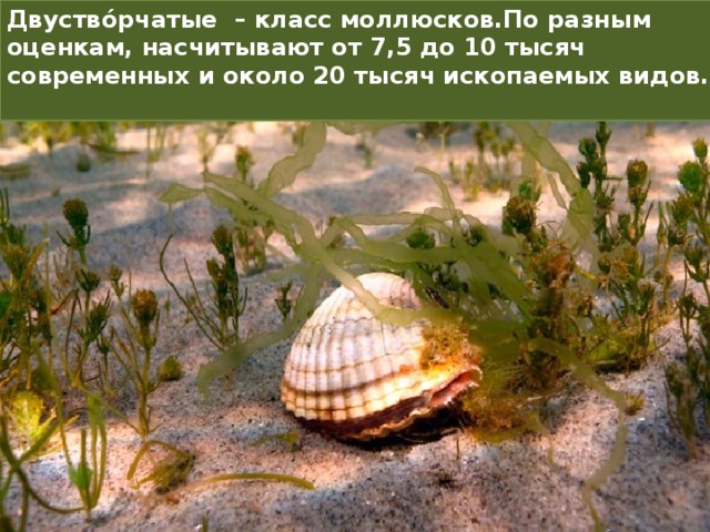 Двуство́рчатые – класс моллюсков.По разным оценкам, насчитывают от 7,5 до 10 тысяч современных и около 20 тысяч ископаемых видов.  