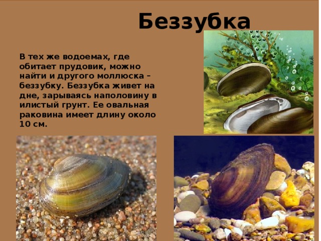   Беззубка  В тех же водоемах, где обитает прудовик, можно найти и другого моллюска – беззубку. Беззубка живет на дне, зарываясь наполовину в илистый грунт. Ее овальная раковина имеет длину около 10 см.  