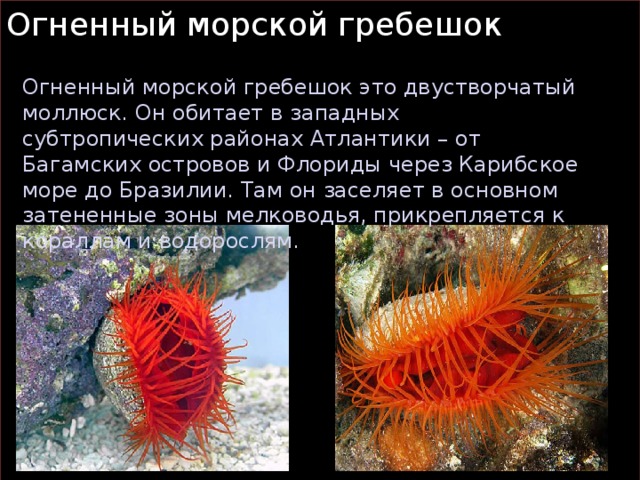 Огненный морской гребешок Огненный морской гребешок это двустворчатый моллюск. Он обитает в западных субтропических районах Атлантики – от Багамских островов и Флориды через Карибское море до Бразилии. Там он заселяет в основном затененные зоны мелководья, прикрепляется к кораллам и водорослям.  