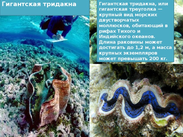 Морской гребешок Раковина морского гребешка имеет диаметр 15-20 см. Обитают почти во всех морях Гребешок морской — это двустворчатый моллюск, который в свою очередь делится на четыре подвида и имеют около 26 родов.  
