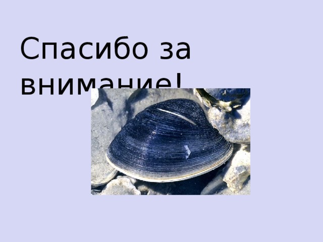 Гигантская тридакна  Гигантская тридакна, или гигантская треуголка — крупный вид морских двустворчатых моллюсков, обитающий в рифах Тихого и Индийского океанов. Длина раковины может достигать до 1,2 м, а масса крупных экземпляров может превышать 200 кг.  