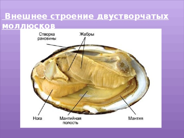   Внешнее строение двустворчатых моллюсков  