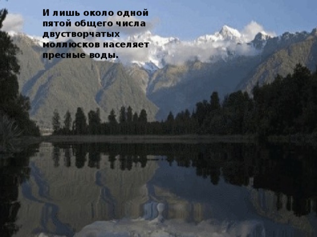 Место обитания двустворчатых моллюсков И лишь около одной пятой общего числа двустворчатых моллюсков населяет пресные воды. Общее количество видов двустворчатых составляет около пятнадцати тысяч, и большая их часть связана в своем обитании с солеными морскими водами.  