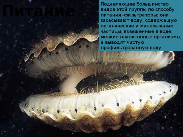 Питание Подавляющее большинство видов этой группы по способу питания -фильтраторы: они засасывают воду, содержащую органические и минеральные частицы, взвешенные в воде, мелкие планктонные организмы, а выводят чистую профильтрованную воду.  
