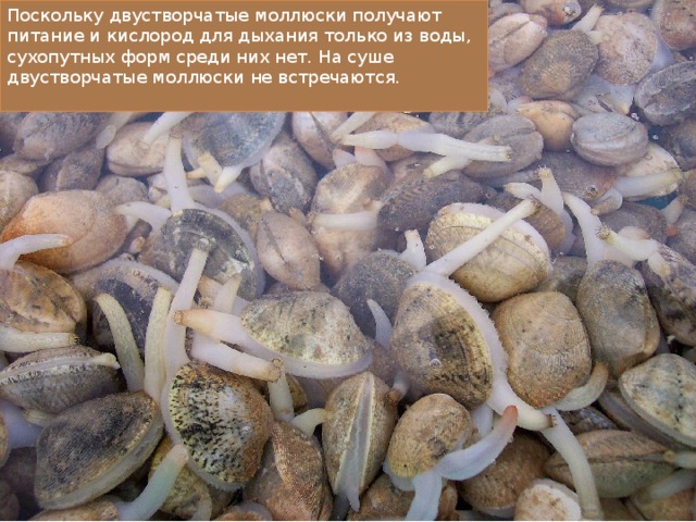Поскольку двустворчатые моллюски получают питание и кислород для дыхания только из воды, сухопутных форм среди них нет. На суше двустворчатые моллюски не встречаются.  
