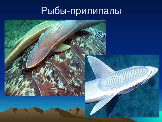 Рыбы-прилипалы 