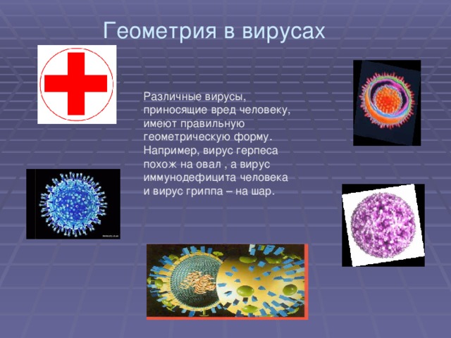 Геометрия в вирусах Различные вирусы, приносящие вред человеку, имеют правильную геометрическую форму. Например, вирус герпеса похож на овал , а вирус иммунодефицита человека и вирус гриппа – на шар. 