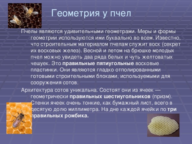 Геометрия у пчел Пчелы являются удивительными геометрами. Меры и формы геометрии используются ими буквально во всем. Известно, что строительным материалом пчелам служит воск (секрет их восковых желез). Весной и летом на брюшке молодых пчел можно увидеть два ряда белых и чуть желтоватых чешуек. Это  правильные   пятиугольные  восковые пластинки. Они являются гладко отполированными готовыми строительными блоками, используемыми для сооружения сотов. Архитектура сотов уникальна. Состоят они из ячеек — геометрически  правильных шестиугольников  (призм). Стенки ячеек очень тонкие, как бумажный лист, всего в десятую долю миллиметра. На дне каждой ячейки по  три правильных ромбика. 