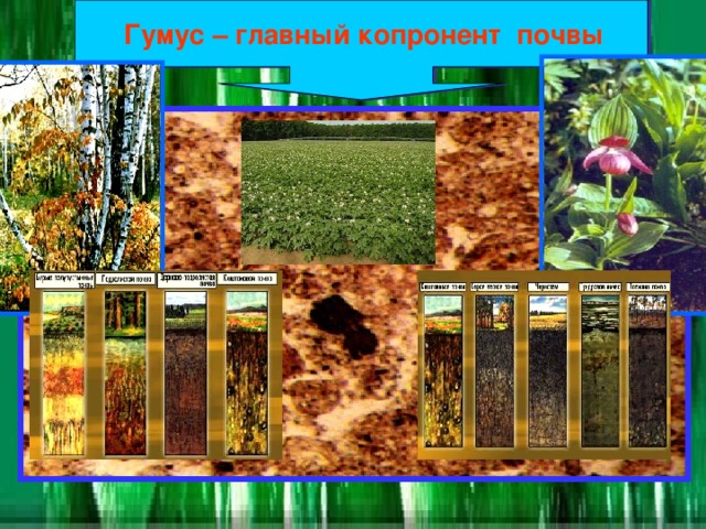 Гумус – главный копронент почвы 