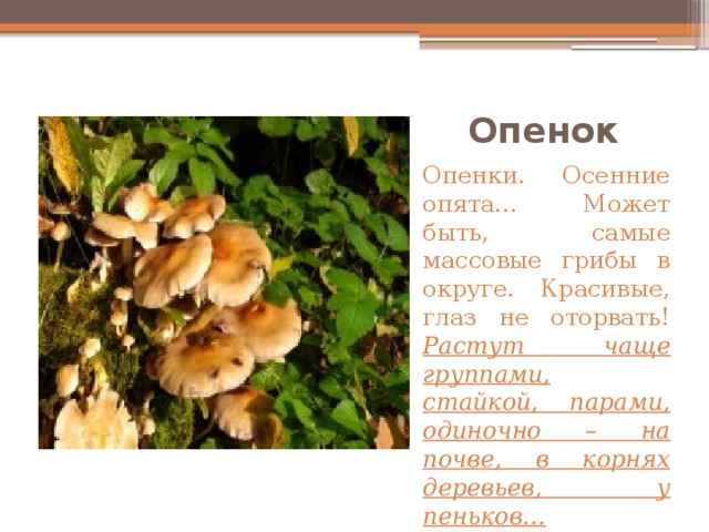 Опенок  Опенки. Осенние опята… Может быть, самые массовые грибы в округе. Красивые, глаз не оторвать! Растут чаще группами, стайкой, парами, одиночно – на почве, в корнях деревьев, у пеньков… 