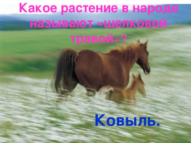 Какое растение в народе называют «шелковой травой » ? Ковыль. 