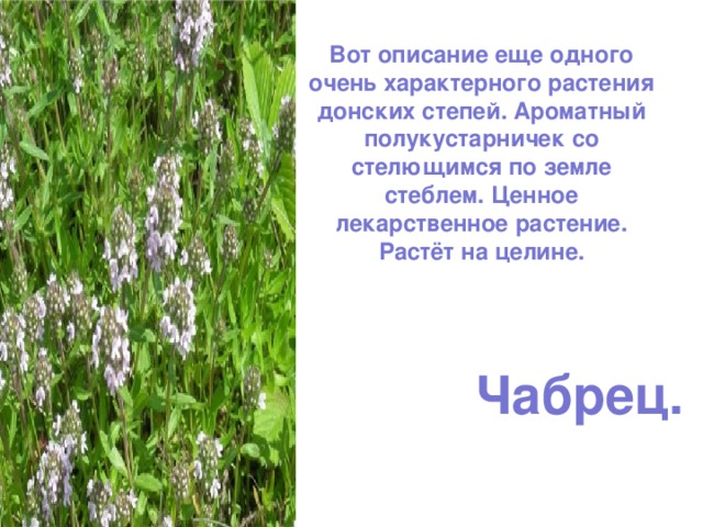    Вот описание еще одного очень характерного растения донских степей. Ароматный полукустарничек со стелющимся по земле стеблем. Ценное лекарственное растение.  Растёт на целине.   Чабрец. 