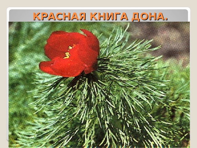 КРАСНАЯ КНИГА ДОНА. 
