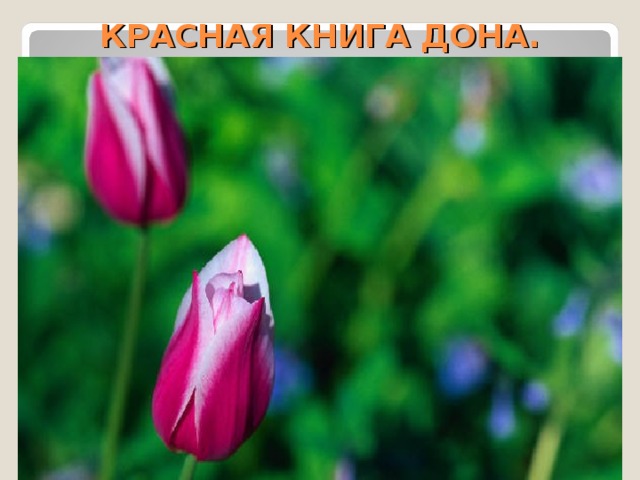 КРАСНАЯ КНИГА ДОНА. 