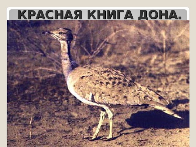 КРАСНАЯ КНИГА ДОНА. 