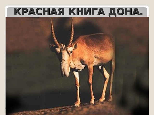 КРАСНАЯ КНИГА ДОНА. 