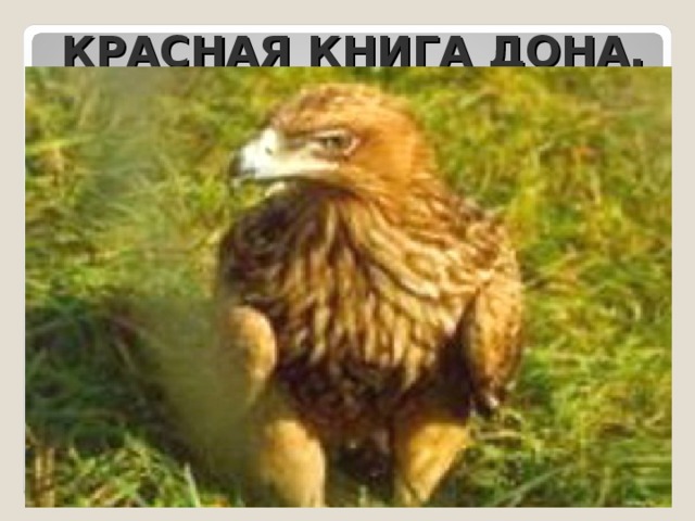 КРАСНАЯ КНИГА ДОНА. 
