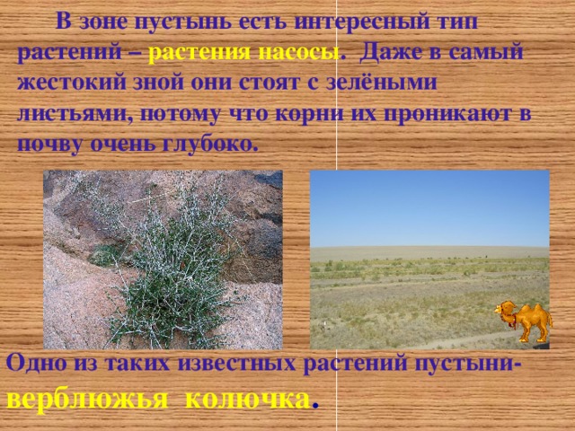  В зоне пустынь есть интересный тип растений  – растения насосы . Даже в самый жестокий зной они стоят с зелёными листьями , потому что корни их проникают в почву очень глубоко . Одно из таких известных растений пустыни-   верблюжья колючка . 